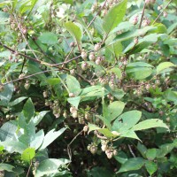 Strobilanthes lupulina Nees